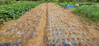 cwoo님의 마늘 · 영농일지 작성글 사진