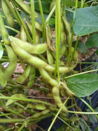 맞춤포도 드론방제님의 자유주제 · 자유게시판 작성글 사진