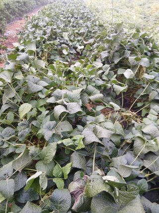 맞춤포도 드론방제님의 자유주제 · 자유게시판 작성글 사진