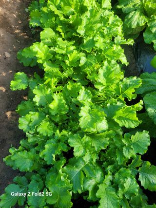 최덕병님의 기타작물 · 영농일지 작성글 사진