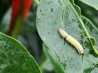 양파16718님의 고추 · 영농일지 작성글 사진