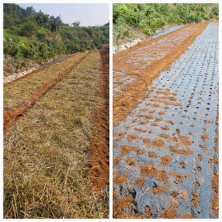 임순영님의 마늘 · 영농일지 작성글 사진