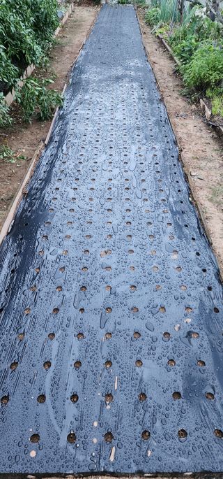 LUCAS님의 마늘 · 영농일지 작성글 사진