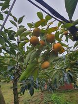 팜모닝 감자·영농일지 게시글 이미지