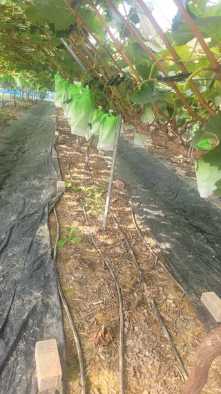 이원규님의 포도 · 영농일지 작성글 사진