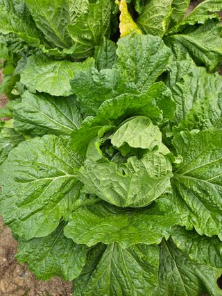 조정숙(1955)님의 자유주제 · 자유게시판 작성글 사진