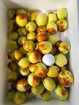 팜모닝 기타작물·영농일지 게시글 이미지