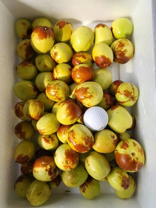 이동엽(양지팜)님의 기타작물 · 영농일지 작성글 사진