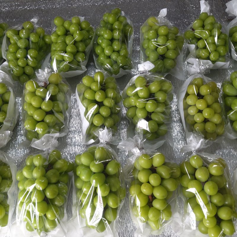 장터 상품 [샤인머스켓 ] 썸네일