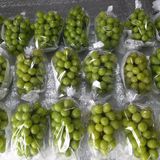 팜모닝 · 게시글 이미지