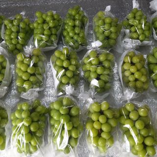 샤인머스켓0120님의 작성글 사진