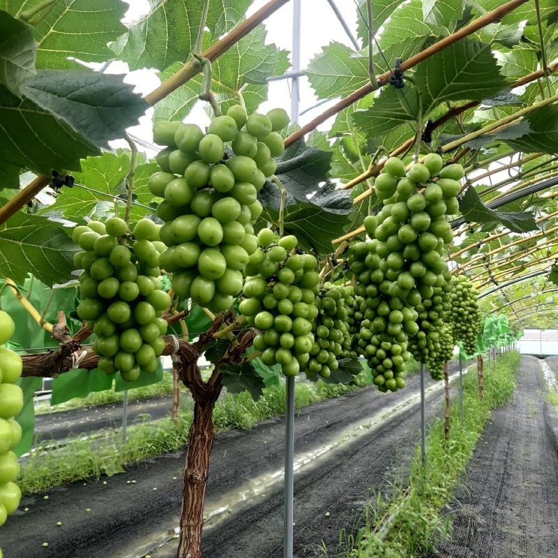 샤인머스켓0120님의 장터 판매 상품 [샤인머스켓 ] 첨부 사진