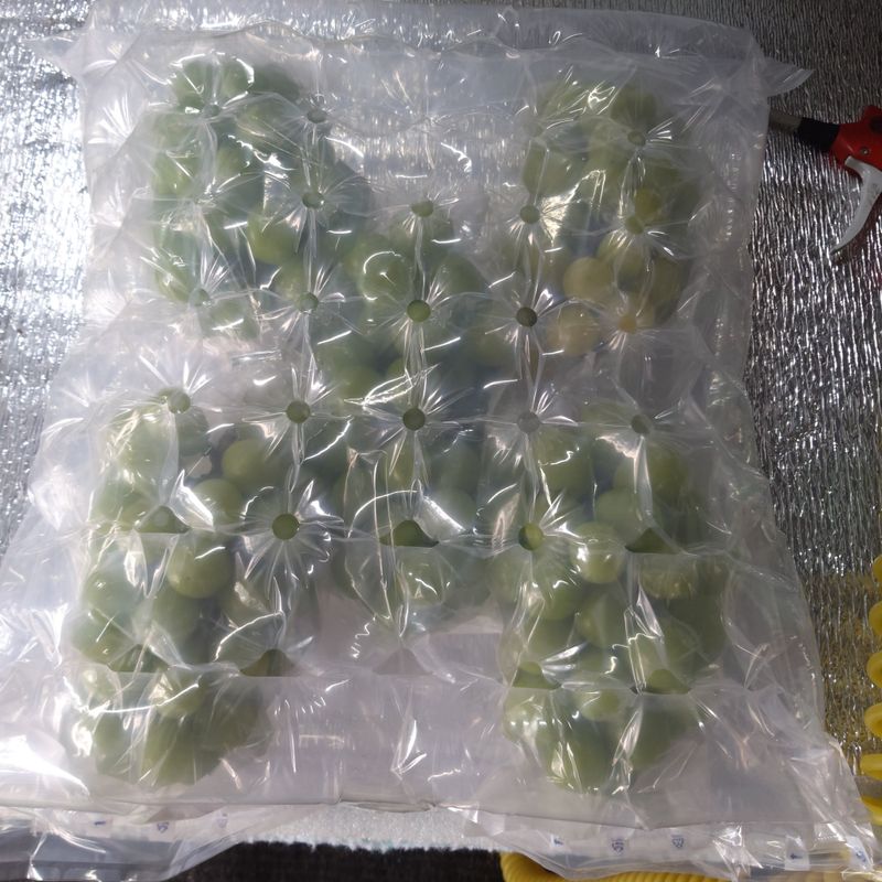 샤인머스켓0120님의 장터 판매 상품 [샤인머스켓 ] 첨부 사진