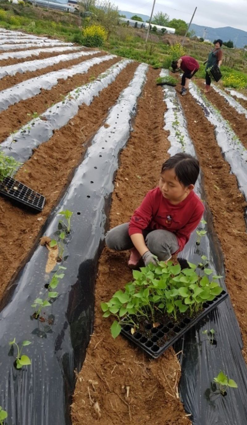 사랑꽃농장님의 장터 판매 상품 [두세입  꿀 고구마10kg28.000] 첨부 사진