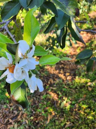 ok 체험학습농원님의 사과 · 영농일지 작성글 사진