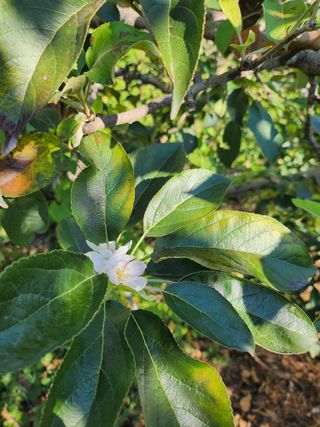 ok 체험학습농원님의 사과 · 영농일지 작성글 사진