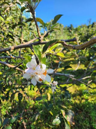 ok 체험학습농원님의 사과 · 영농일지 작성글 사진