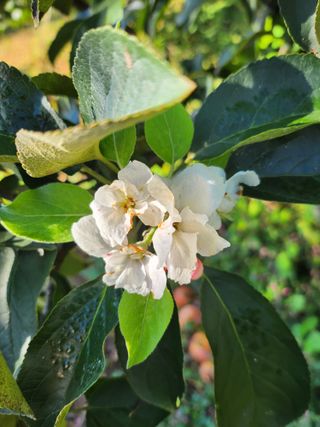 ok 체험학습농원님의 사과 · 영농일지 작성글 사진