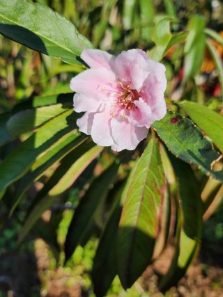 ok 체험학습농원님의 사과 · 영농일지 작성글 사진