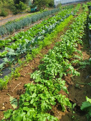 박용현 님의 배추 · 영농일지 작성글 사진