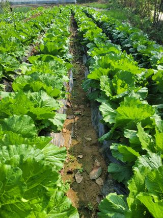 박용현 님의 배추 · 영농일지 작성글 사진