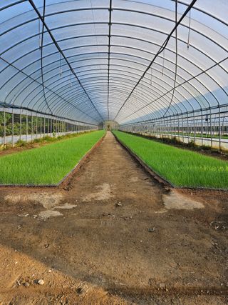 이재진님의 양파 · 자유게시판 작성글 사진