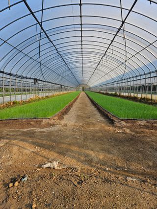 이재진님의 양파 · 자유게시판 작성글 사진