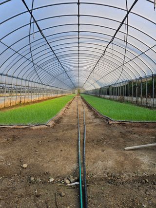 이재진님의 양파 · 자유게시판 작성글 사진