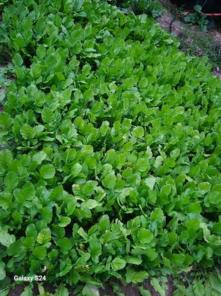 손동현님의 배추 · 영농일지 작성글 사진