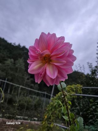 손동현님의 배추 · 영농일지 작성글 사진