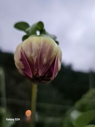 손동현님의 배추 · 영농일지 작성글 사진