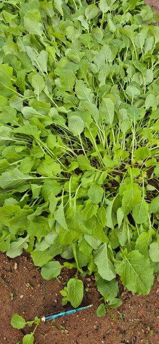 친정집같은언니님의 배추 · 영농일지 작성글 사진