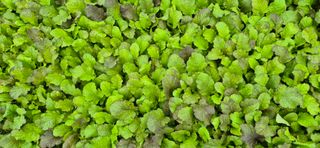 친정집같은언니님의 배추 · 영농일지 작성글 사진