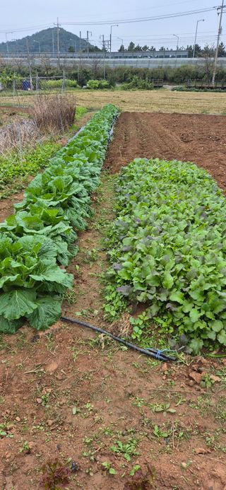 친정집같은언니님의 배추 · 영농일지 작성글 사진