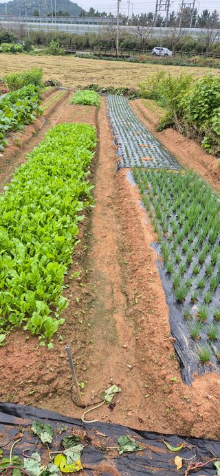 친정집같은언니님의 배추 · 영농일지 작성글 사진