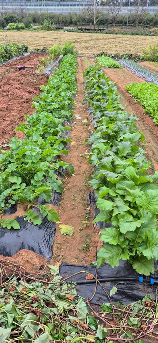 친정집같은언니님의 배추 · 영농일지 작성글 사진