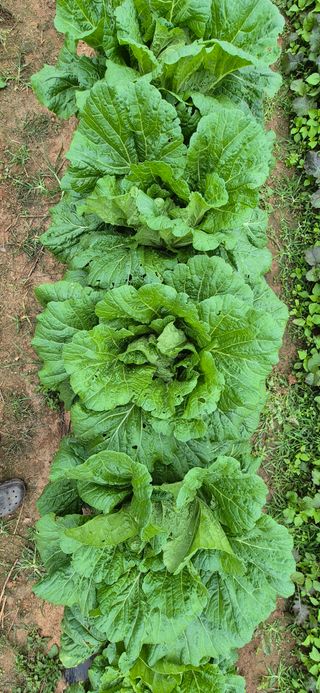 친정집같은언니님의 배추 · 영농일지 작성글 사진