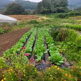 팜모닝 배추·영농일지 게시글 이미지