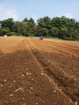 팜모닝 마늘·영농일지 게시글 이미지