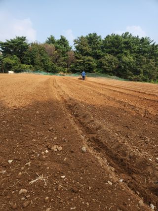 꽃지베리팜(윤인원)님의 마늘 · 영농일지 작성글 사진