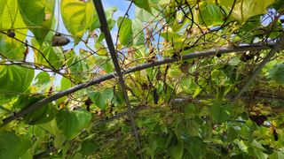 김중언님의 기타작물 · 영농일지 작성글 사진