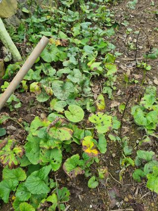 김용대님의 자유주제 · 자유게시판 작성글 사진