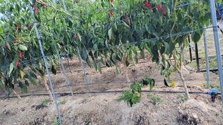 김중언님의 고추 · 영농일지 작성글 사진