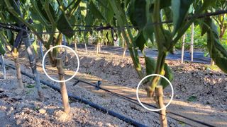 김중언님의 고추 · 영농일지 작성글 사진