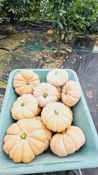 김호열님의 자유주제 · 자유게시판 작성글 사진