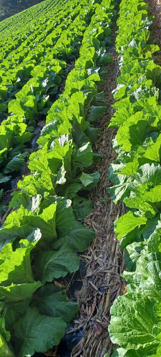 이.일신.꽃분아빠님의 자유주제 · 자유게시판 작성글 사진