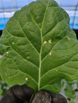 팜모닝 농사, 무엇이든 물어보세요!·참여글 게시글 이미지