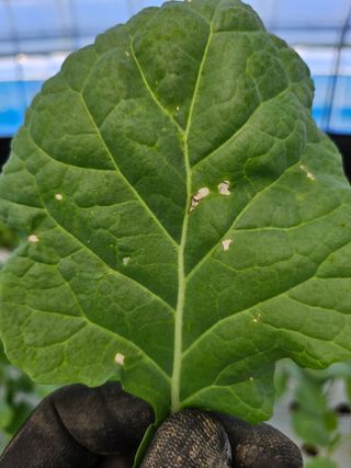 블루베리님의 농사, 무엇이든 물어보세요! · 참여글 작성글 사진