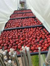 팜모닝 자유주제·자유게시판 게시글 이미지