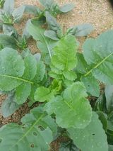 팜모닝 기타작물·병해충상담 게시글 이미지